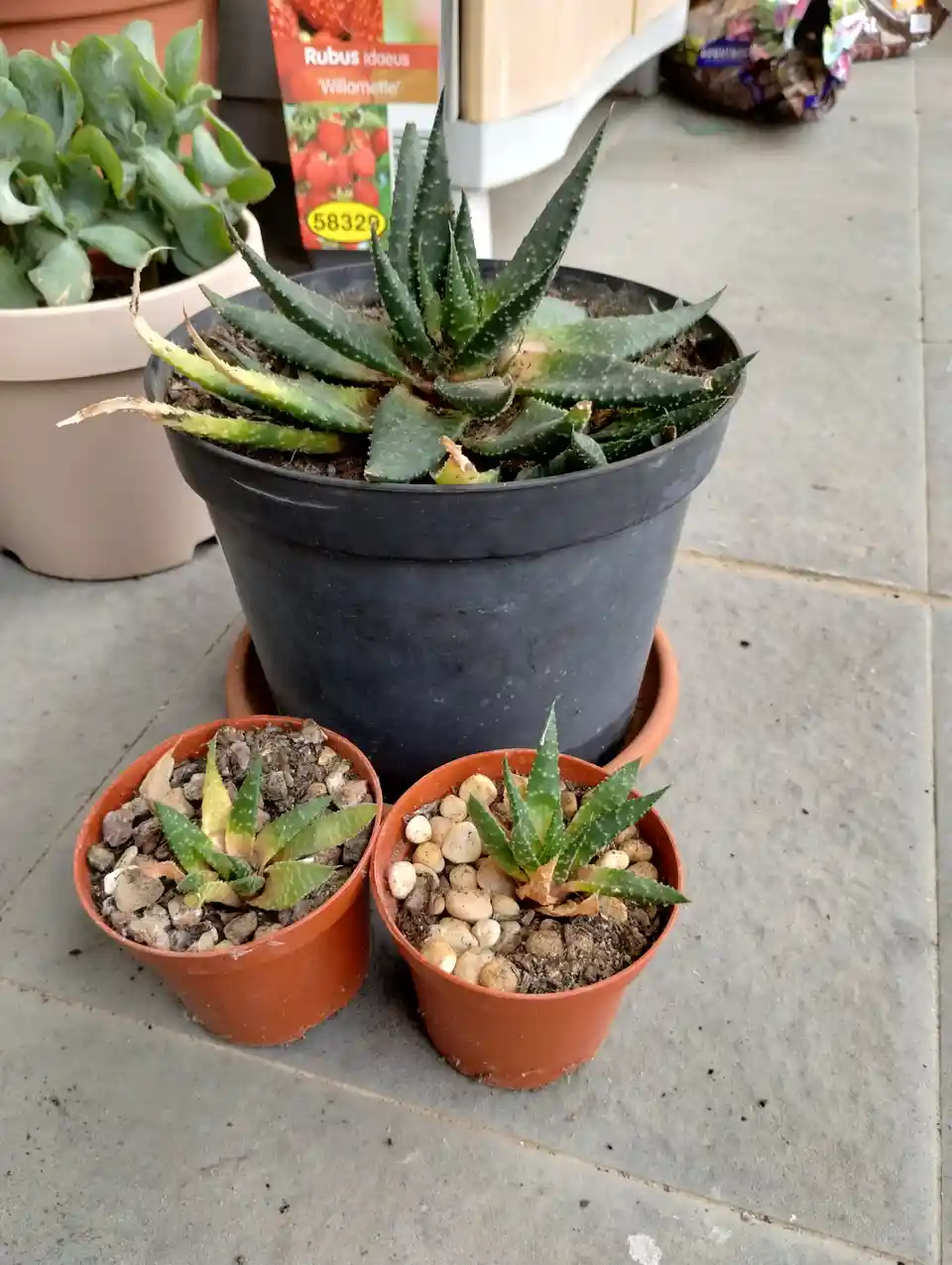A black pot with a large, healthy succulent sits behind two smaller orange pots, each containing a smaller, struggling…