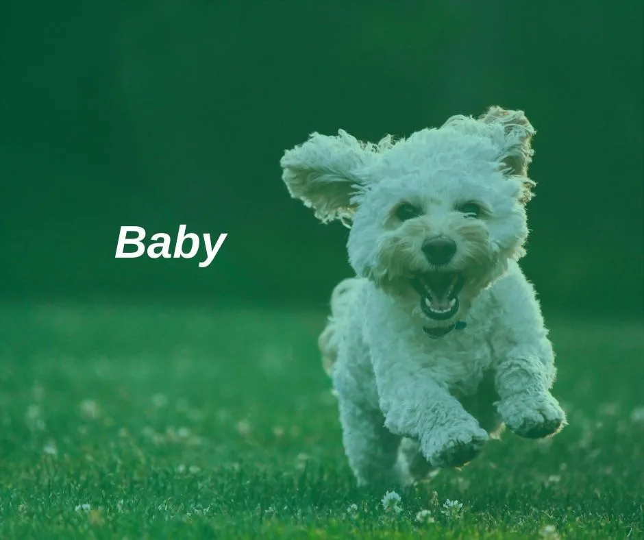 Adorable Little Puppy Cutie