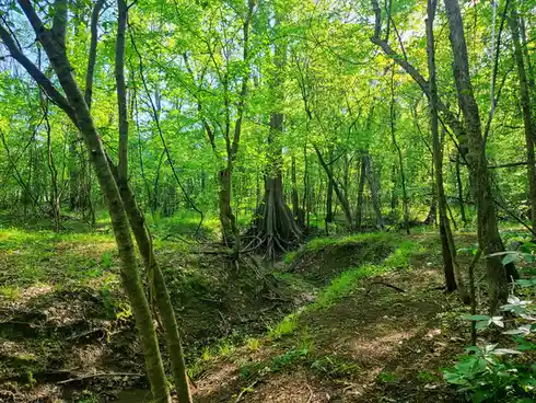 Finding Solitude in a Quiet Place