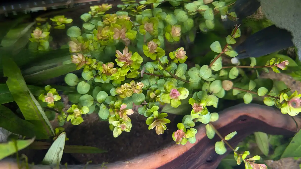 Are My New Tank's Leaves Turning Red?