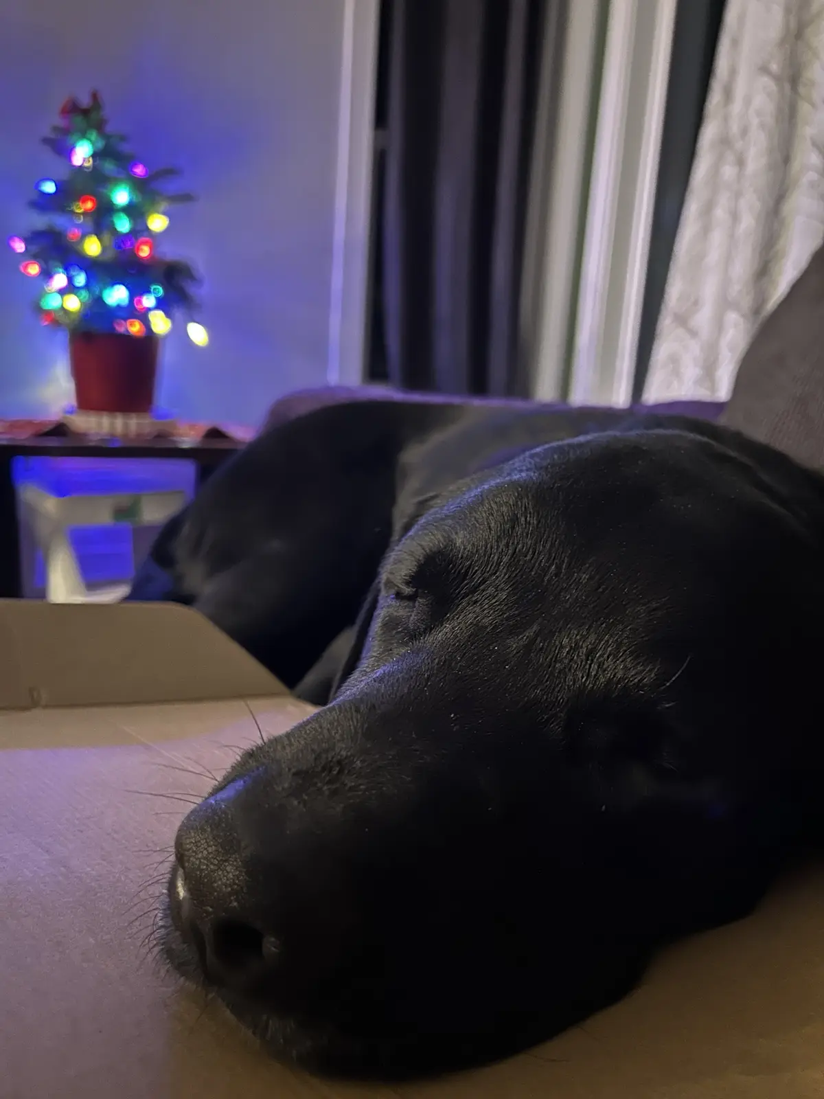 A black dog is sleeping peacefully with its head resting on a cardboard box in a dimly lit room. In the blurred background…