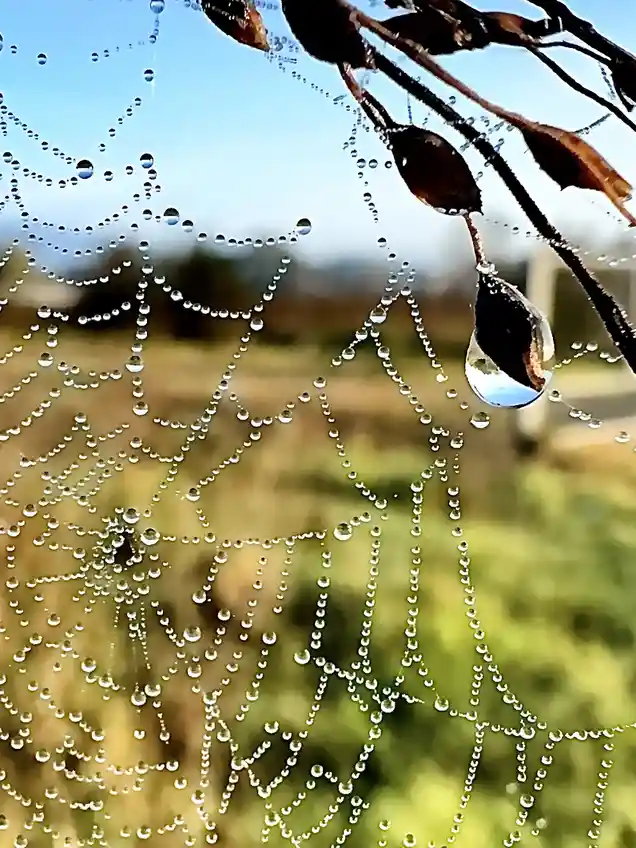 A close-up photo of a spiderweb covered in dewdrops, with a large droplet hanging from a dried leaf in the upper right. The…