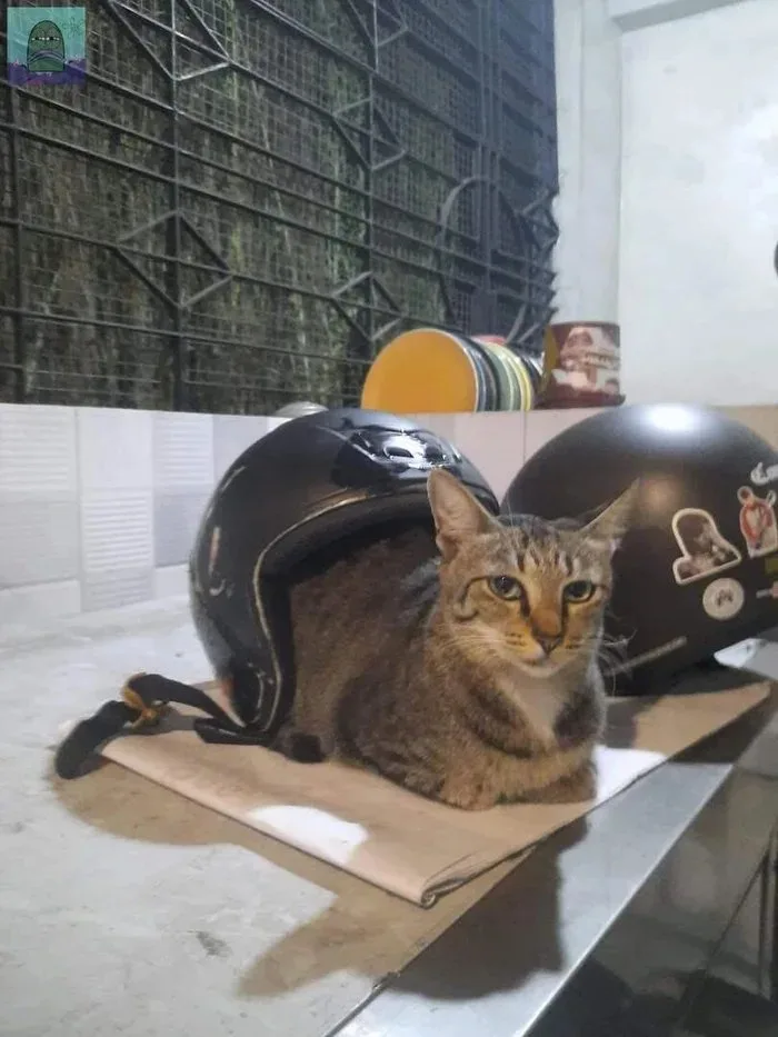 A tabby cat sits calmly inside an open black motorcycle helmet on a cardboard surface, looking directly at the camera with a…
