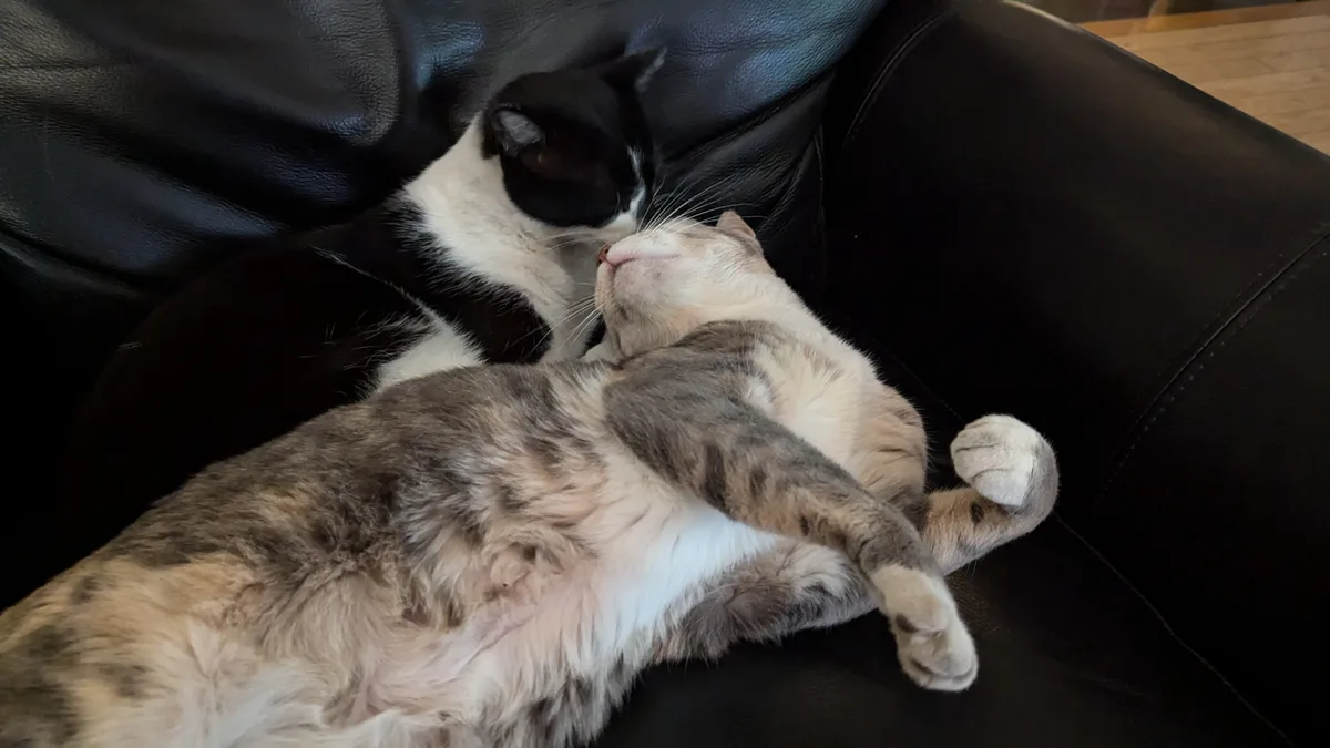 Finding This Adorable Picture of Mason and Moxie Brings Hope