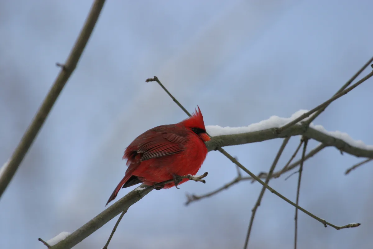 A bright red male cardinal perches on a snow-dusted tree branch against a pale blue sky, with the overlaid text reading 'i'm…