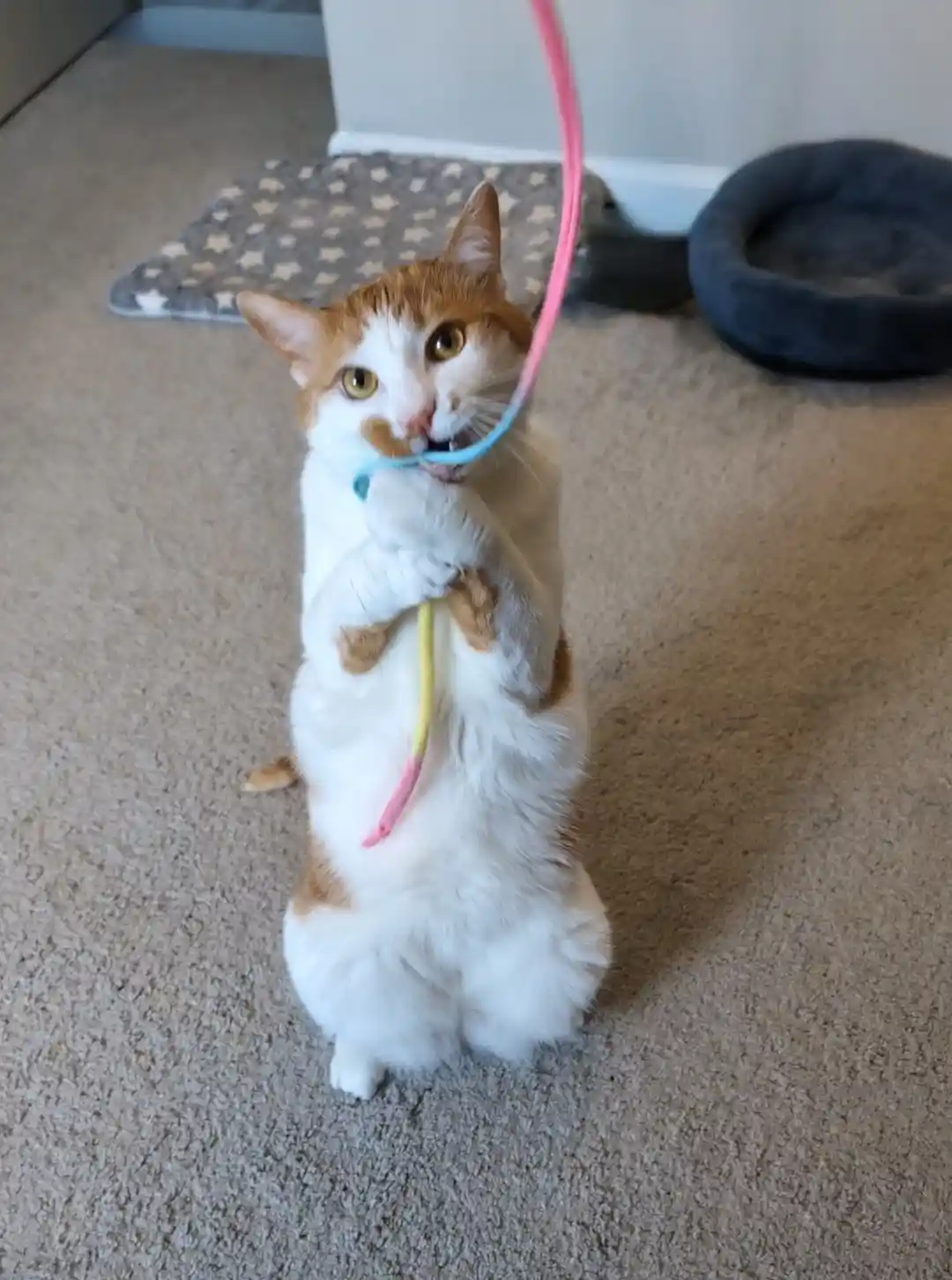 A ginger and white cat stands upright on its hind legs on a beige carpet, holding a colorful string toy with its front paws…