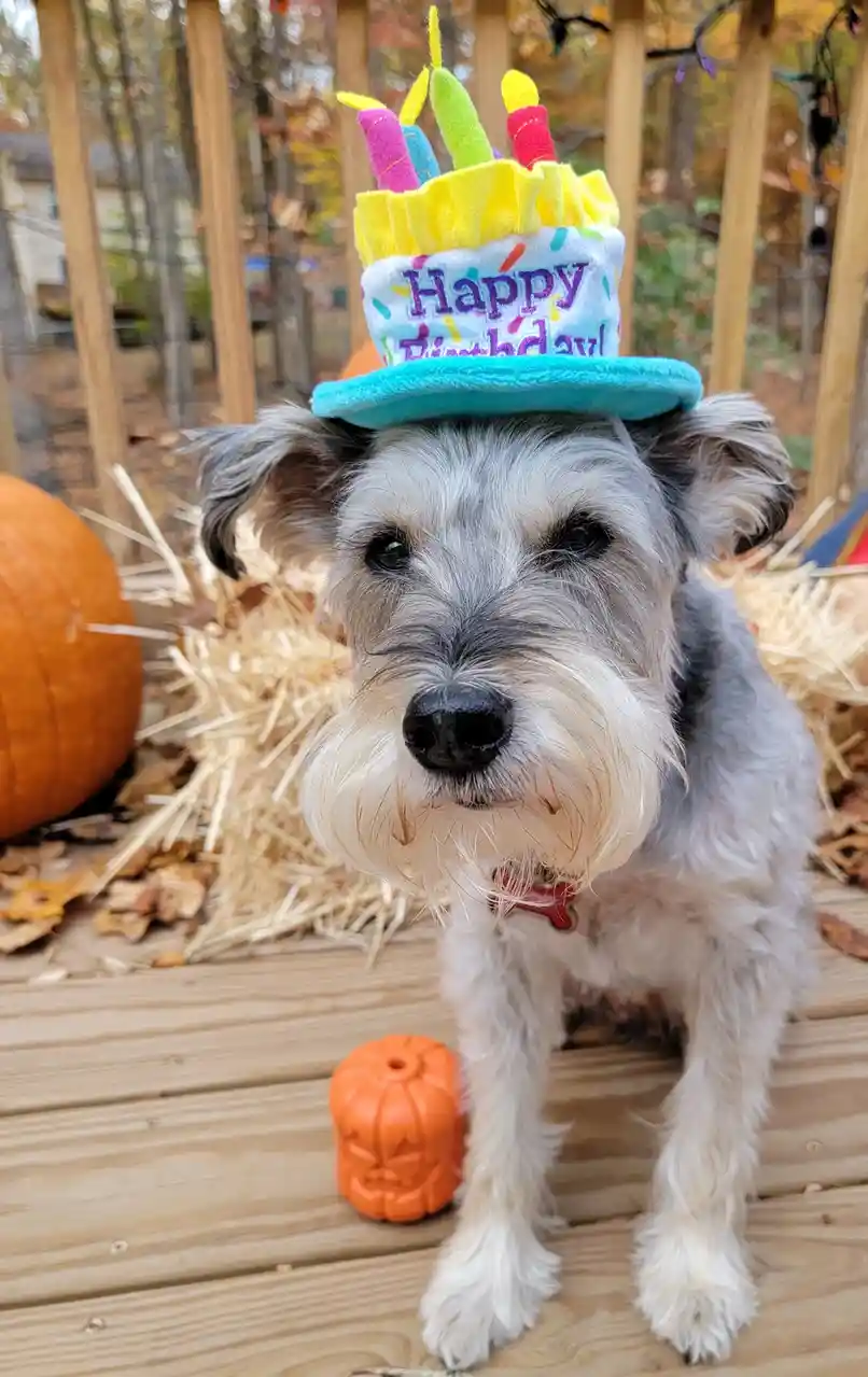 A small gray and white dog, likely a schnauzer, sits on a wooden deck wearing a colorful plush birthday hat with 'Happy…
