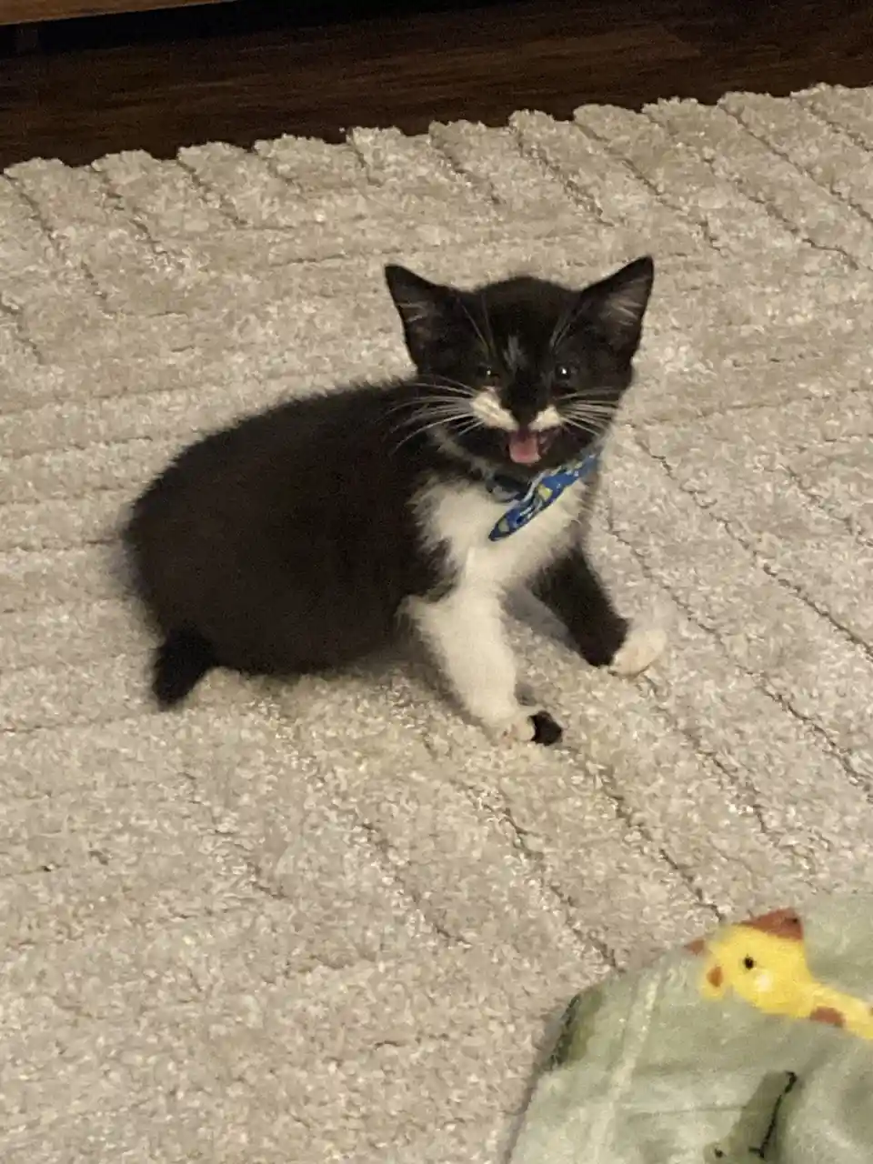 A small black-and-white kitten sits on a light-colored shag rug, wearing a blue patterned collar, with its mouth open and…