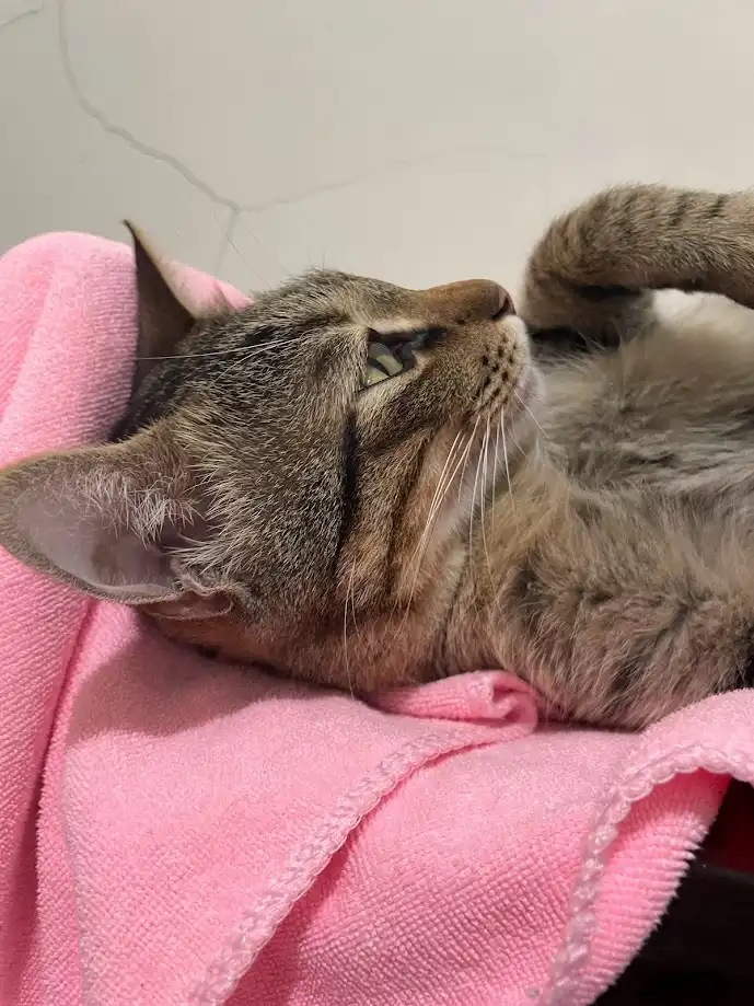 A tabby cat lies on its back on a pink towel, looking upward with half-closed eyes and a relaxed expression. The overlaid…