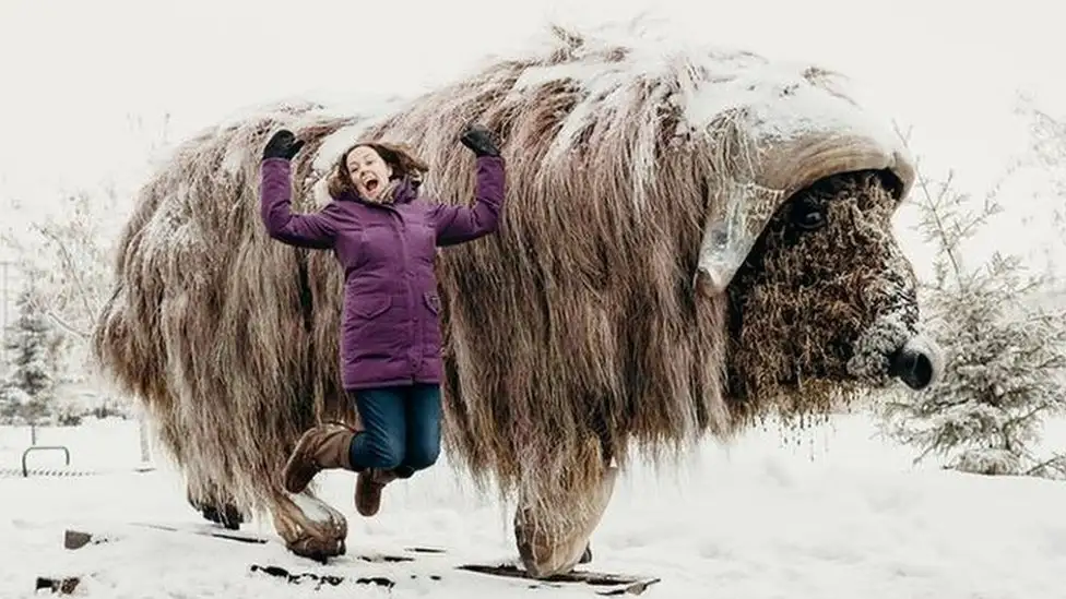 A woman in a purple winter coat and blue jeans is joyfully jumping with arms raised in front of a large, shaggy musk ox…