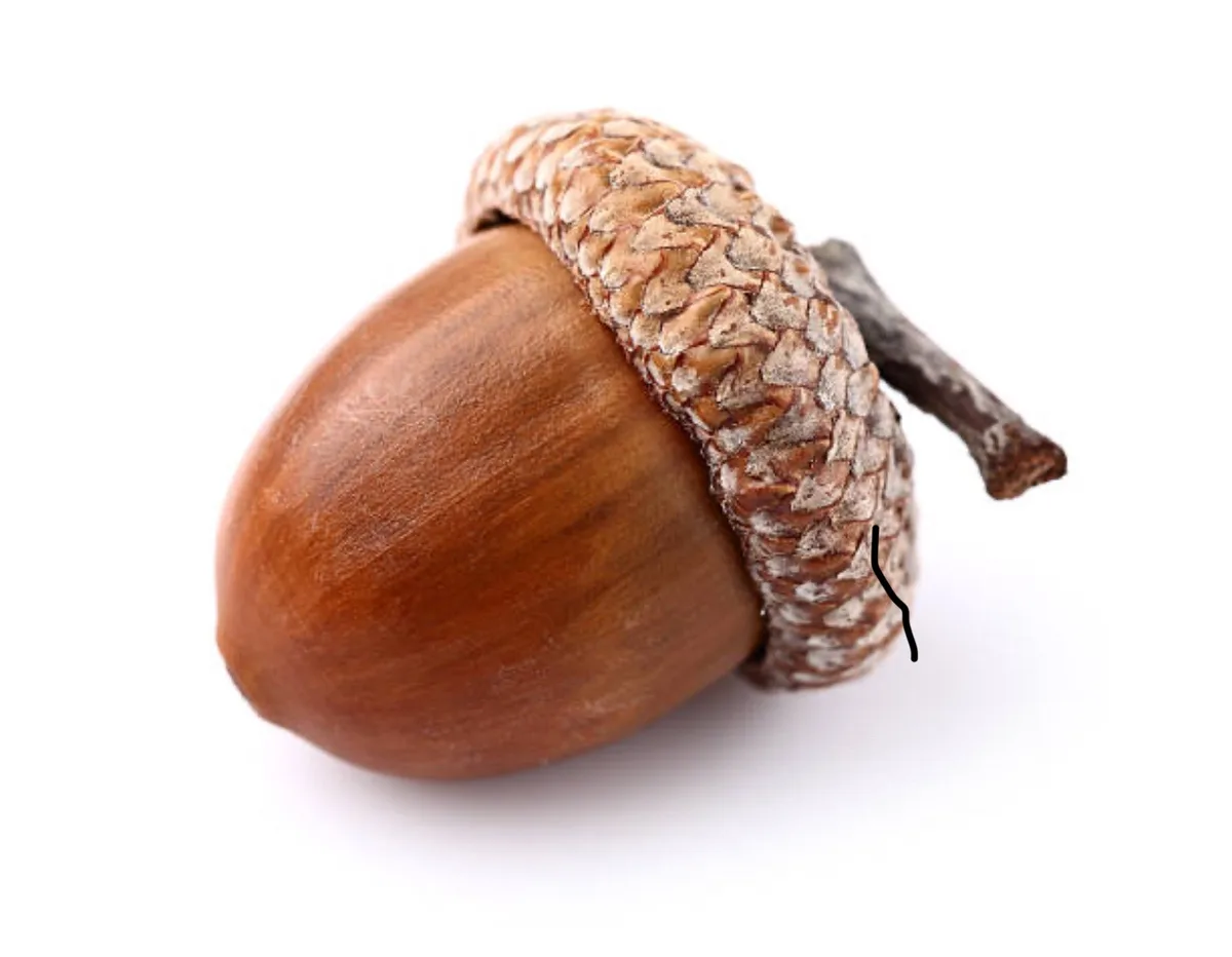 A close-up photograph of a single acorn against a plain white background, showing its smooth brown nut and textured cap with…