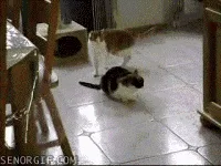 A sequence of six images shows two cats walking across a tiled kitchen floor toward a wooden cabinet. One cat is calico, the…