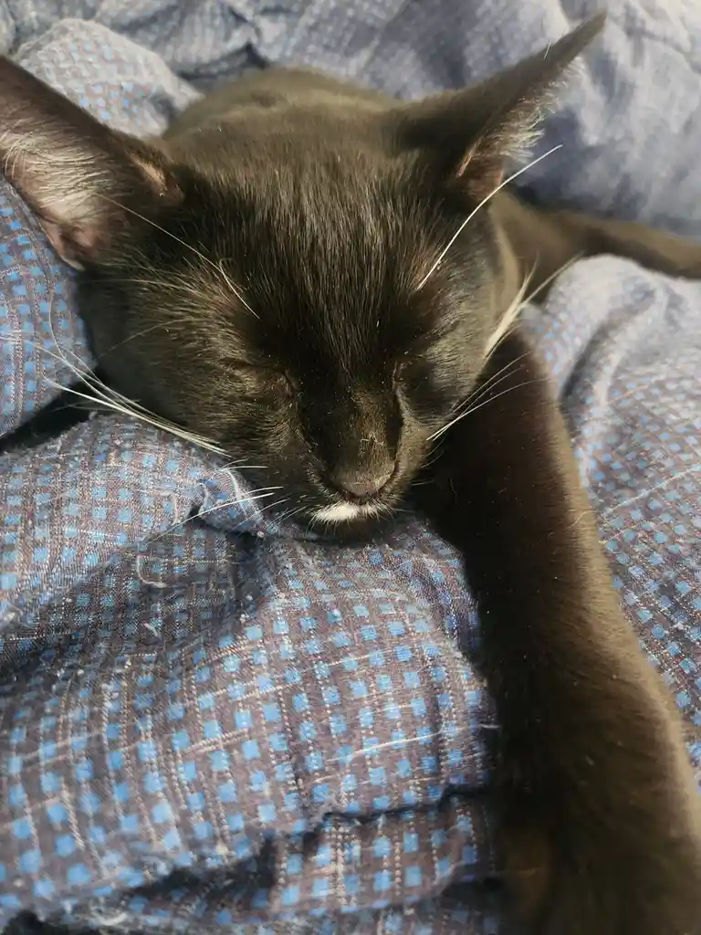 A dark brown cat with white whiskers and a small white patch on its muzzle is sleeping peacefully with its eyes closed on a…