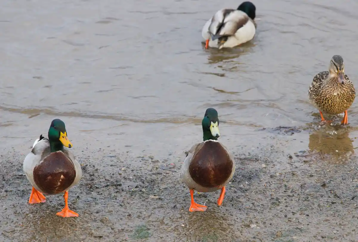 Four ducks are visible in shallow water and mud; three male mallards with green heads and orange feet stand facing forward…