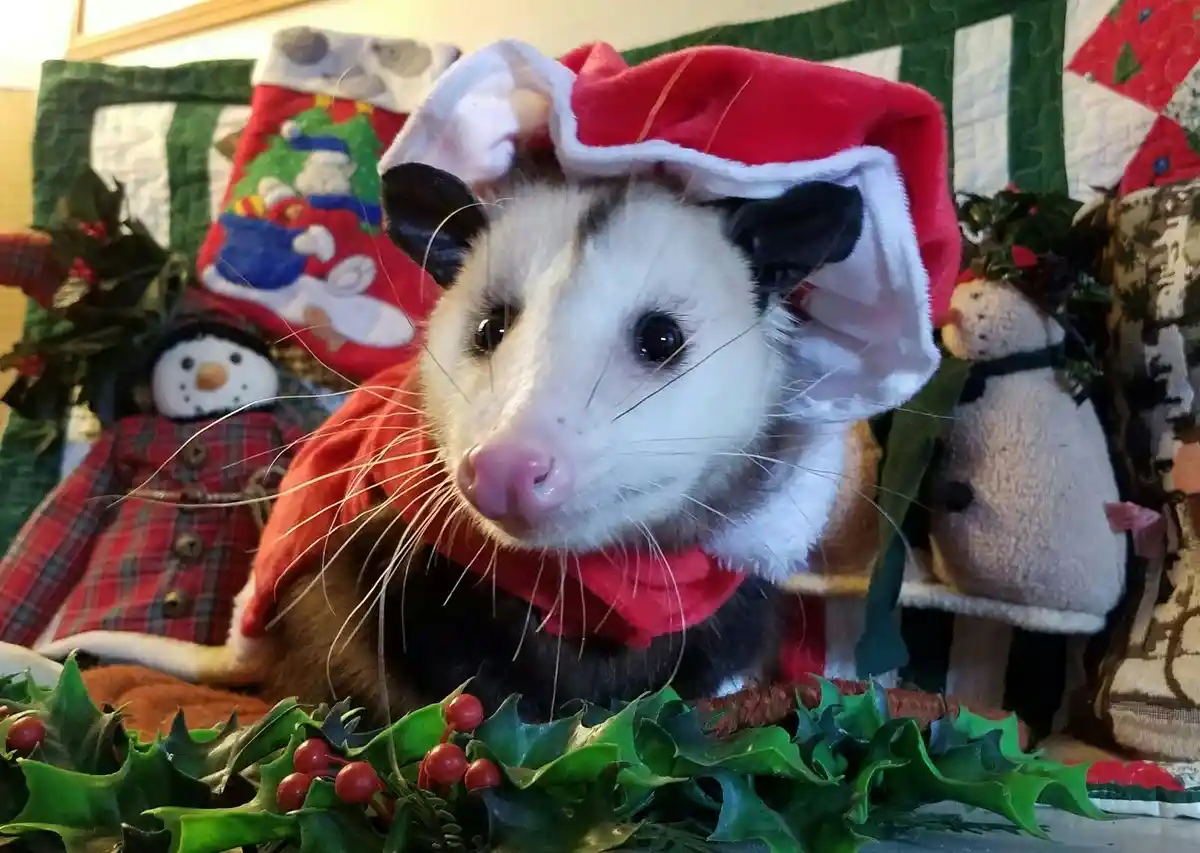 A close-up photo of an opossum wearing a red Santa hat and a red scarf, posed among Christmas decorations including holly, a…