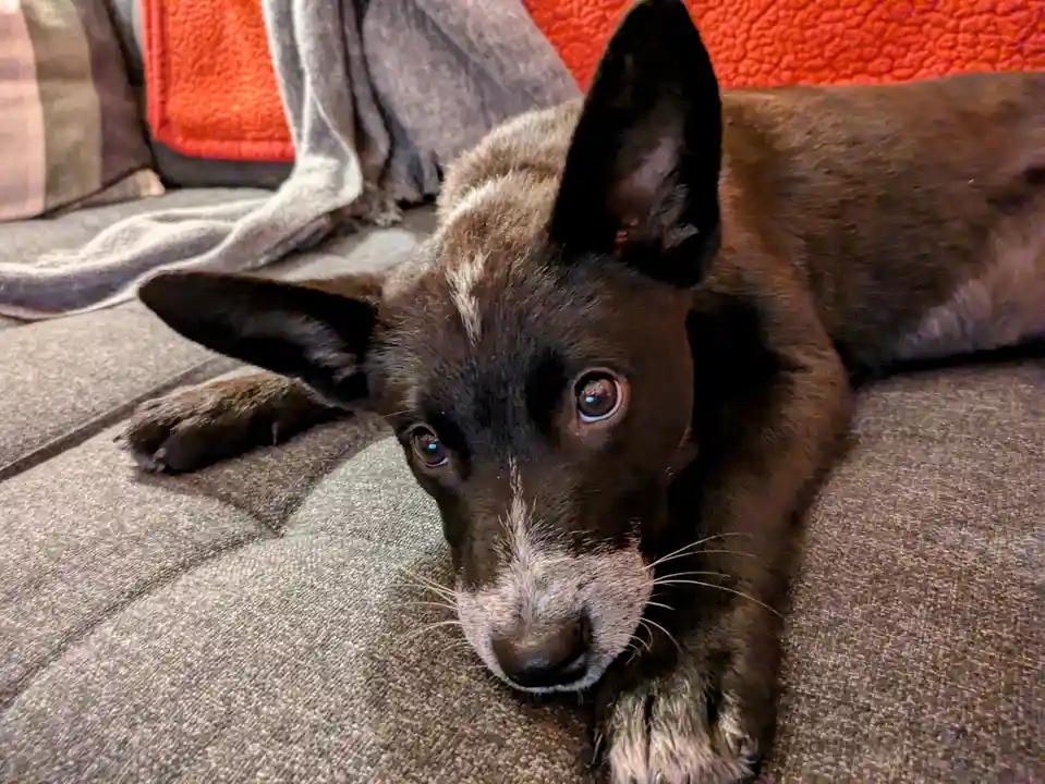 A close-up photo of a brindle and black dog with large, expressive eyes looking directly at the camera while lying on a gray…