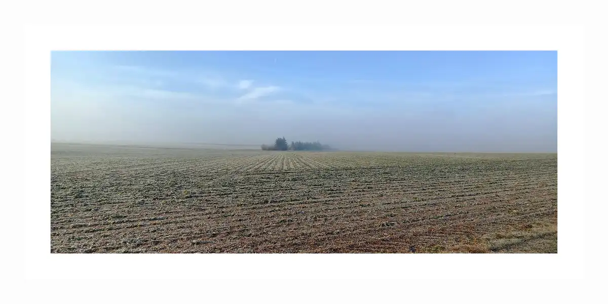 A wide, frost-covered agricultural field stretches under a pale blue sky with wispy clouds and a faint crescent moon…