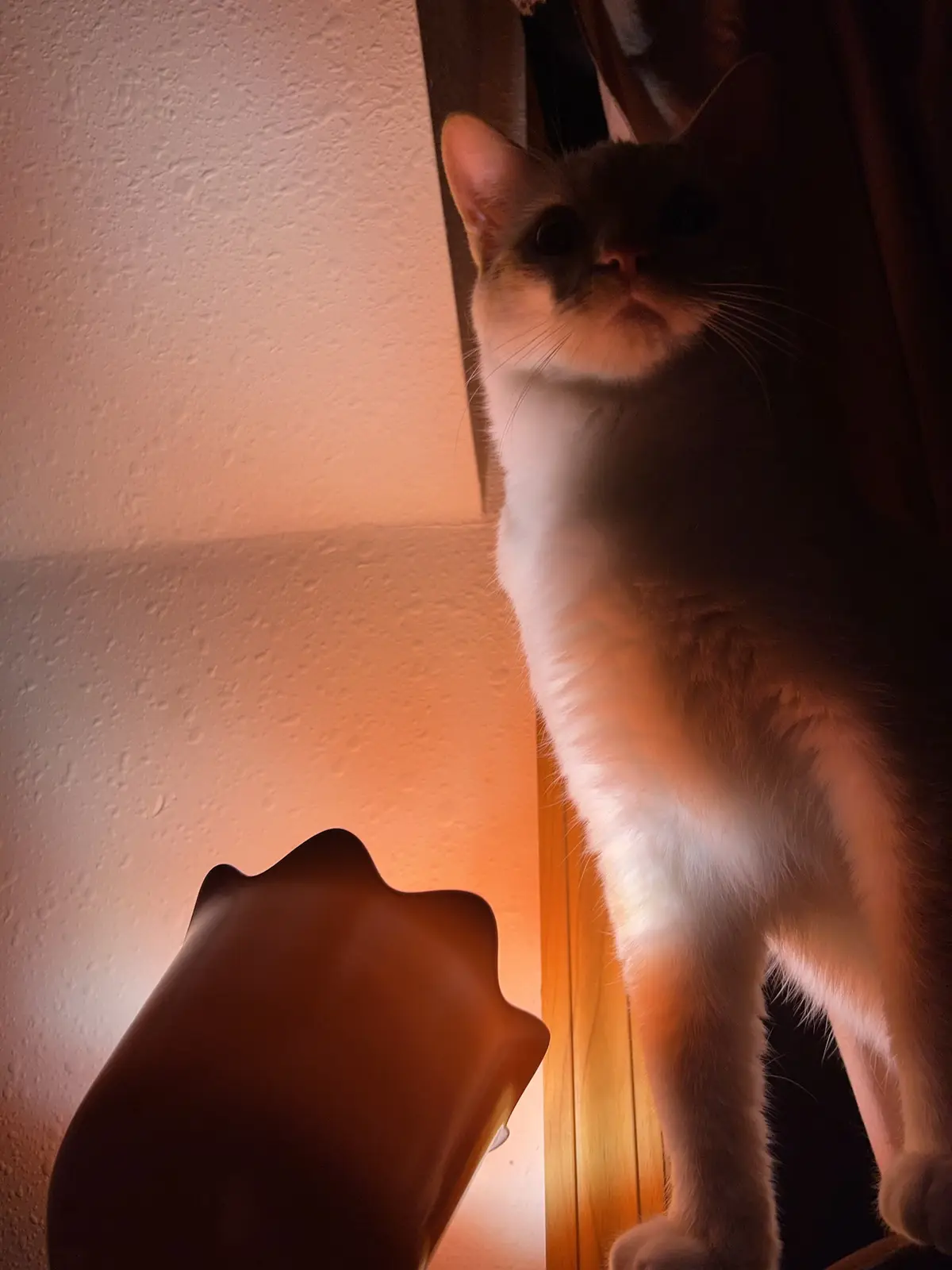 A cat with white and light brown fur stands upright in a dimly lit room, looking down with a serious, disappointed…