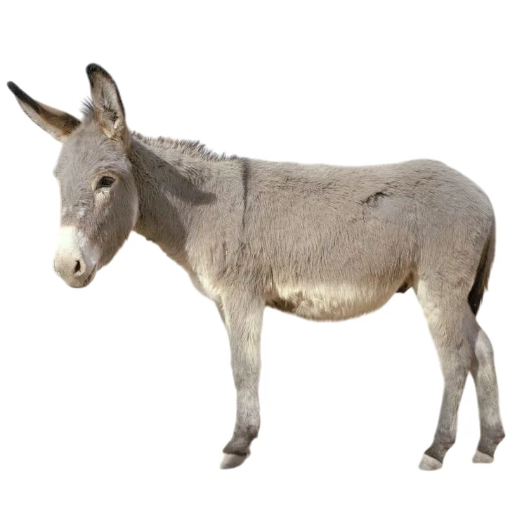 A full-body image of a gray donkey standing against a plain black background, facing left. The donkey has large ears, a…