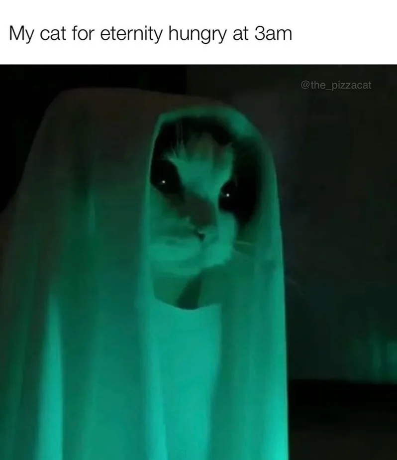 A cat with wide, dark eyes peers out from under a white sheet, illuminated by a green light in a dark room, with the text…