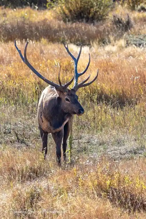A large male elk with massive, impressive antlers stands in a field of dry, golden-brown grass and wildflowers. The elk is…