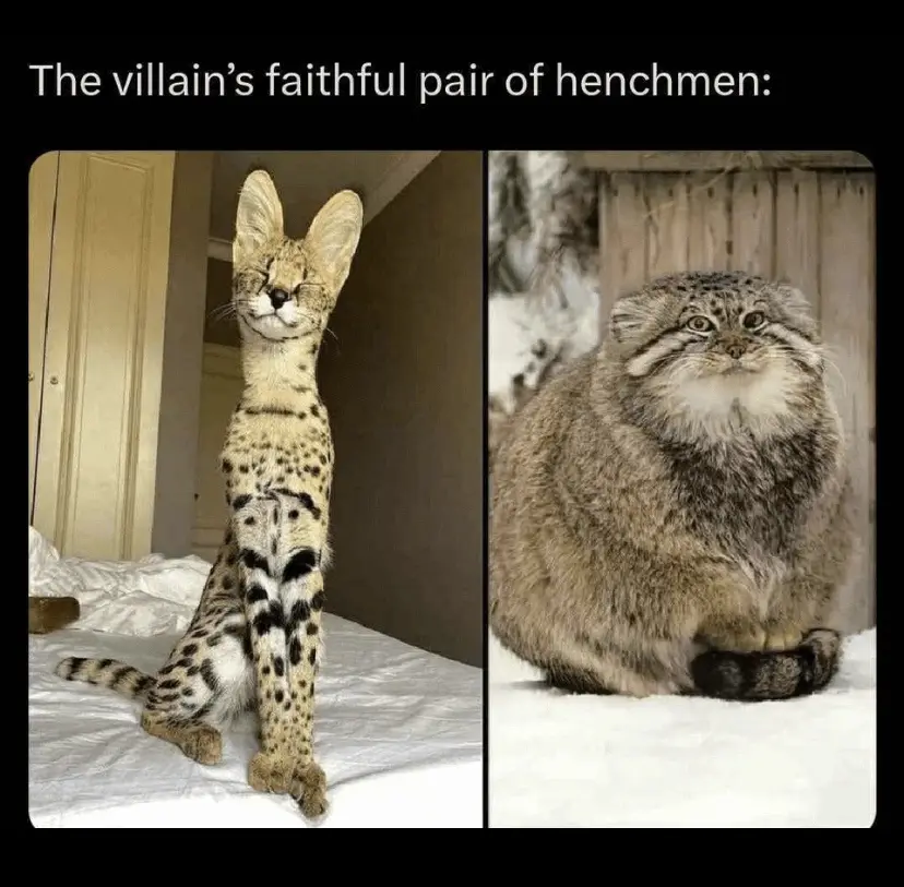 The image displays two side-by-side photos of cats: on the left, a tall, slender serval cat with large ears and spotted fur…