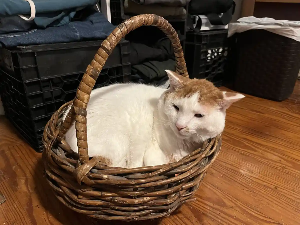 A white and orange cat with a slightly annoyed or unimpressed expression is curled up inside a brown wicker basket sitting…