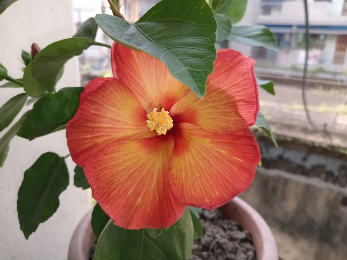 A close-up photo of a vibrant red and yellow hibiscus flower in a pot, with green leaves and a blurred background. The…