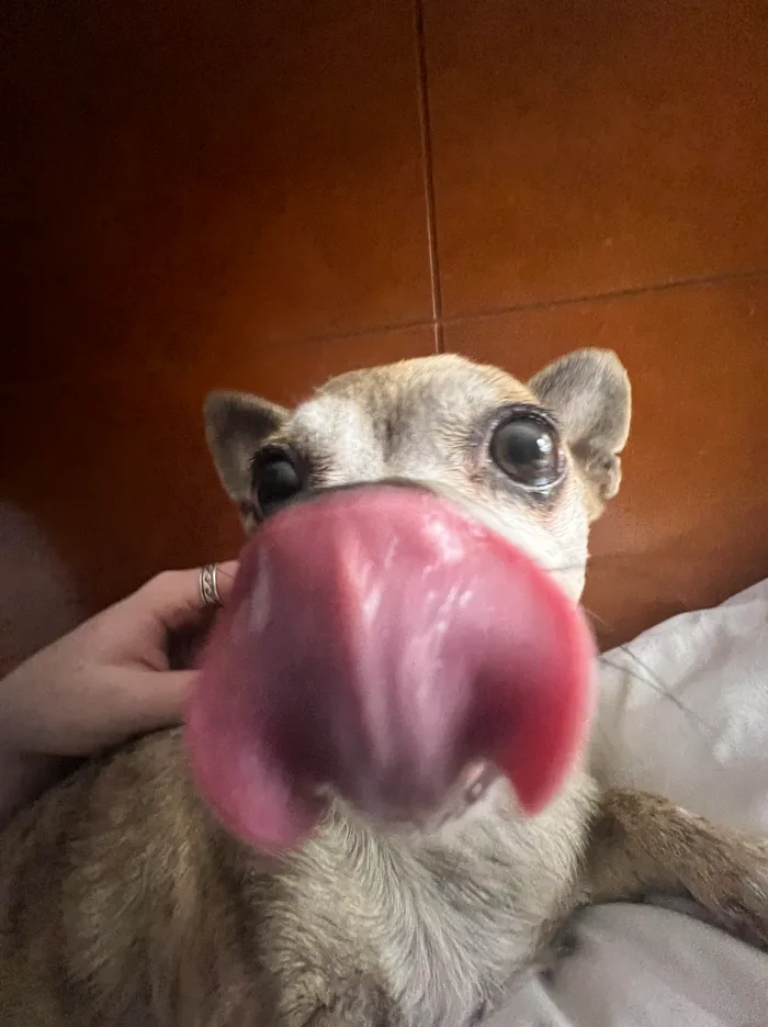A close-up photo of a small, light-brown dog with large dark eyes, its pink tongue extended and covering most of its face. A…