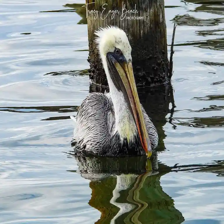 Majestic Pelican in action