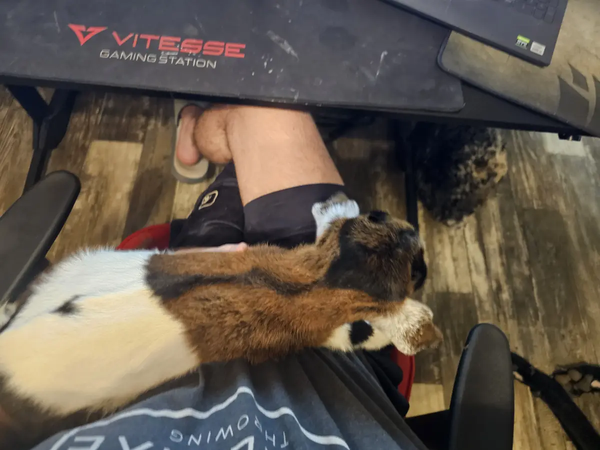 A person sitting in a chair with a large, fluffy dog draped over their lap and legs, partially obscuring their view. The dog…