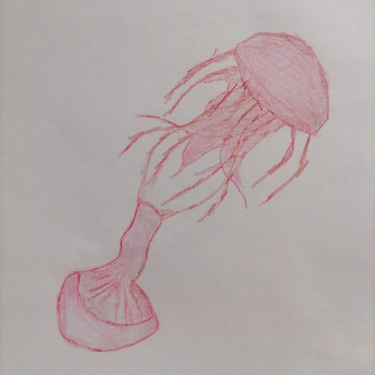 A childlike crayon drawing in pink shows a jellyfish with a long, foot-like base attached to its bell, resembling a…