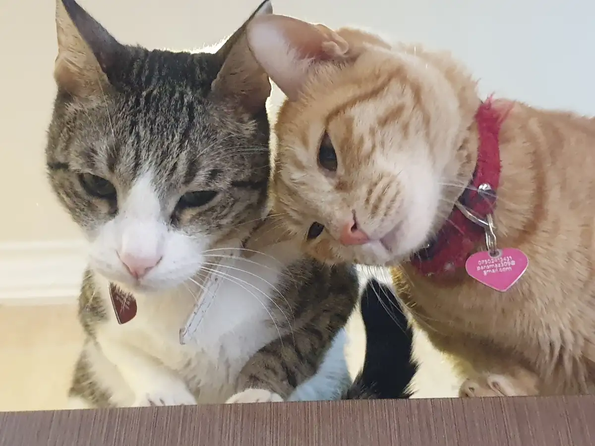 Kittens Who Grew Up Together: A Lifelong Bond
