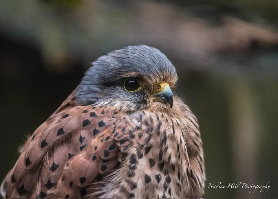 A close-up photograph of a kestrel, a small falcon with grey head feathers, brown speckled chest, and sharp yellow eye…