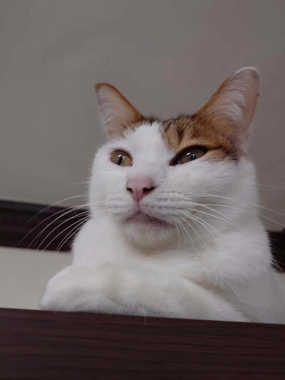 A close-up of a white cat with orange patches on its head and ears, looking upward with a slightly unimpressed or bored…