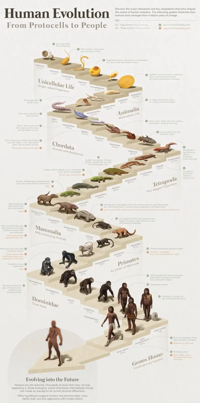 An infographic showing the evolutionary timeline from protocells to modern humans, with illustrations of organisms at each…