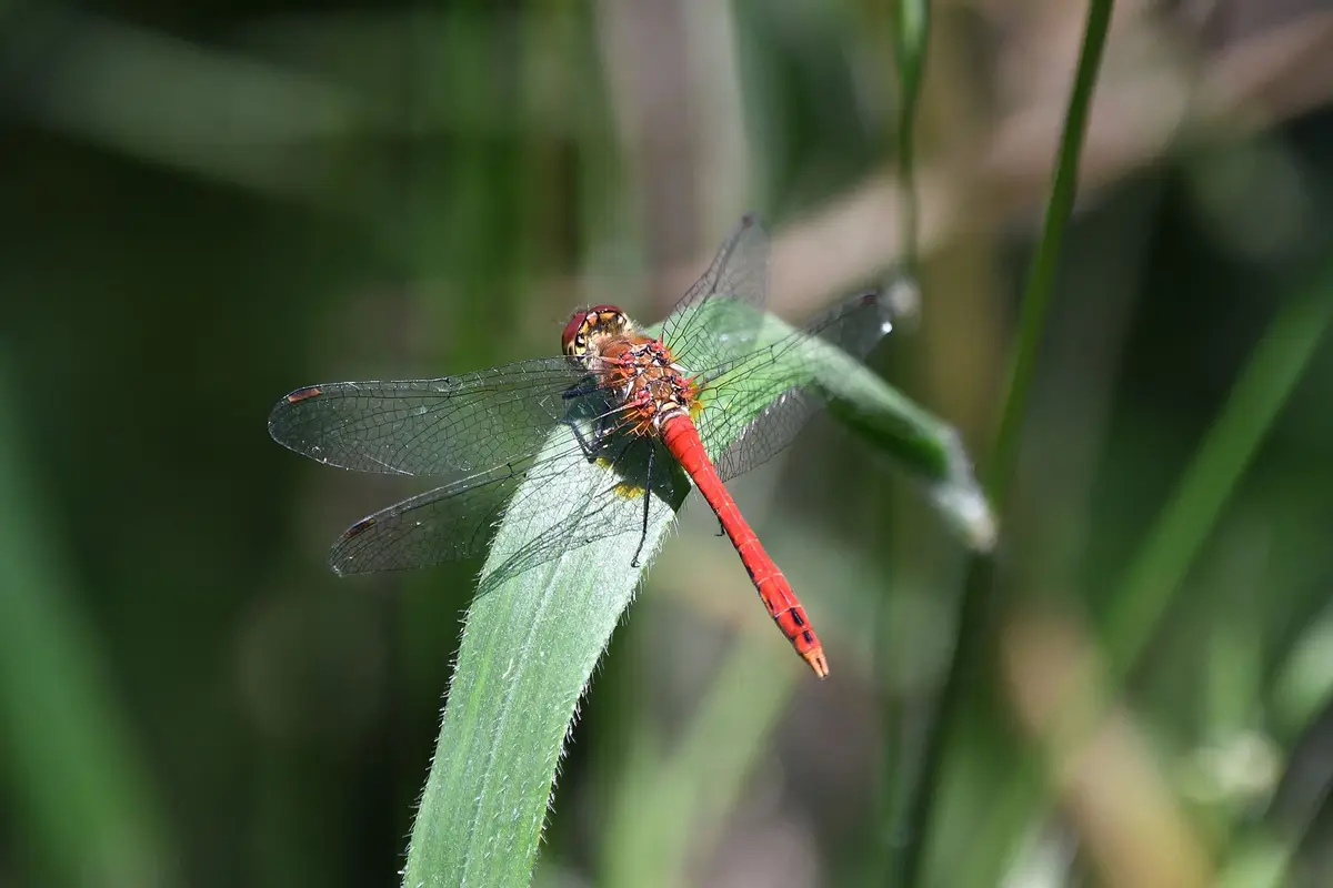 A vibrant red dragonfly with transparent wings perches on a green leaf against a blurred natural background. The image has…