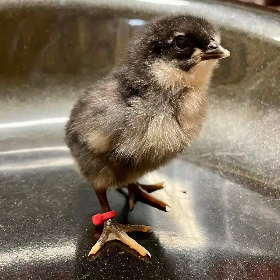 A small, fluffy black and white chick with a red band on one foot stands on a reflective metal surface, looking slightly to…