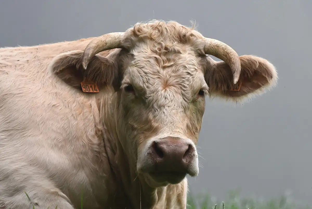 A close-up photo of a light-colored cow with large, curved horns and a calm, direct gaze, standing in a field with a gray…