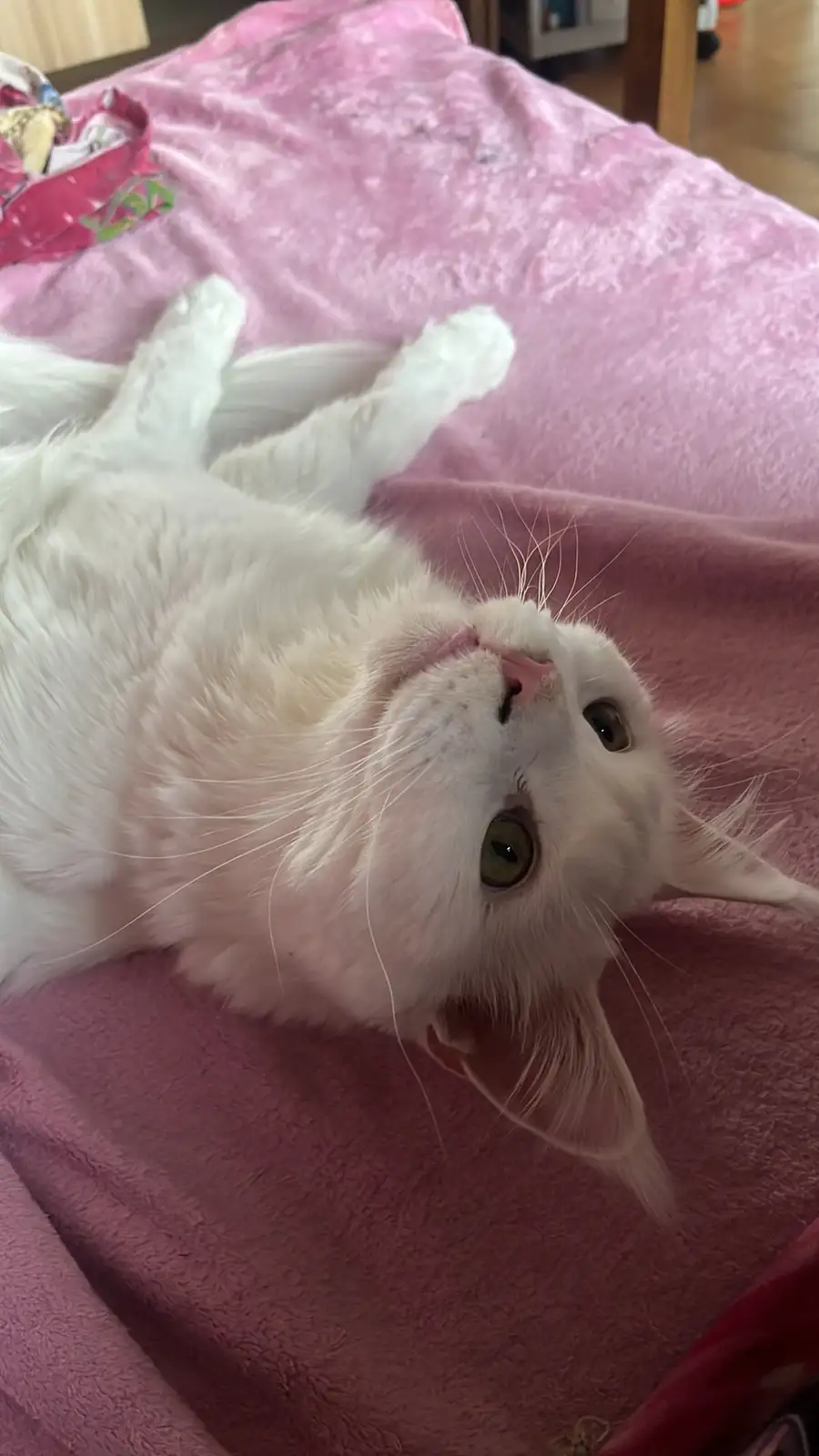 A white cat is lying on its back on a pink blanket, looking up with its tongue slightly out, appearing relaxed and content…