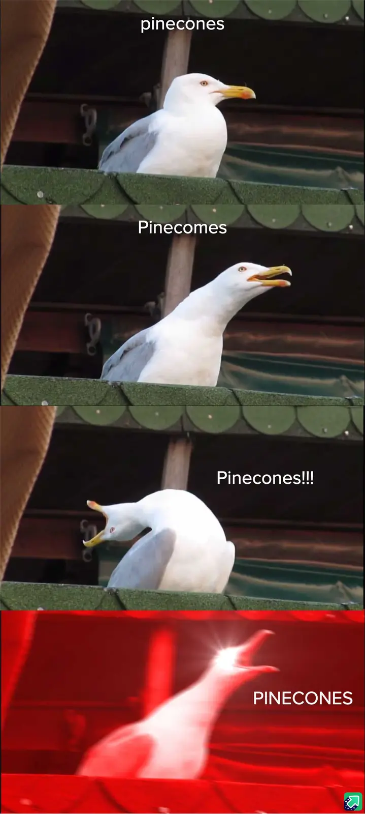 A seagull is shown in four panels, progressively becoming more excited and shouting 'pinecones' with increasing intensity…