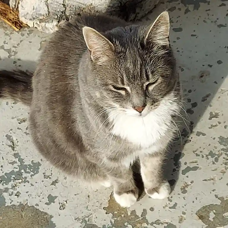 A gray tabby cat with a white chest sits on a weathered concrete surface, eyes half-closed in a relaxed, sleepy expression…