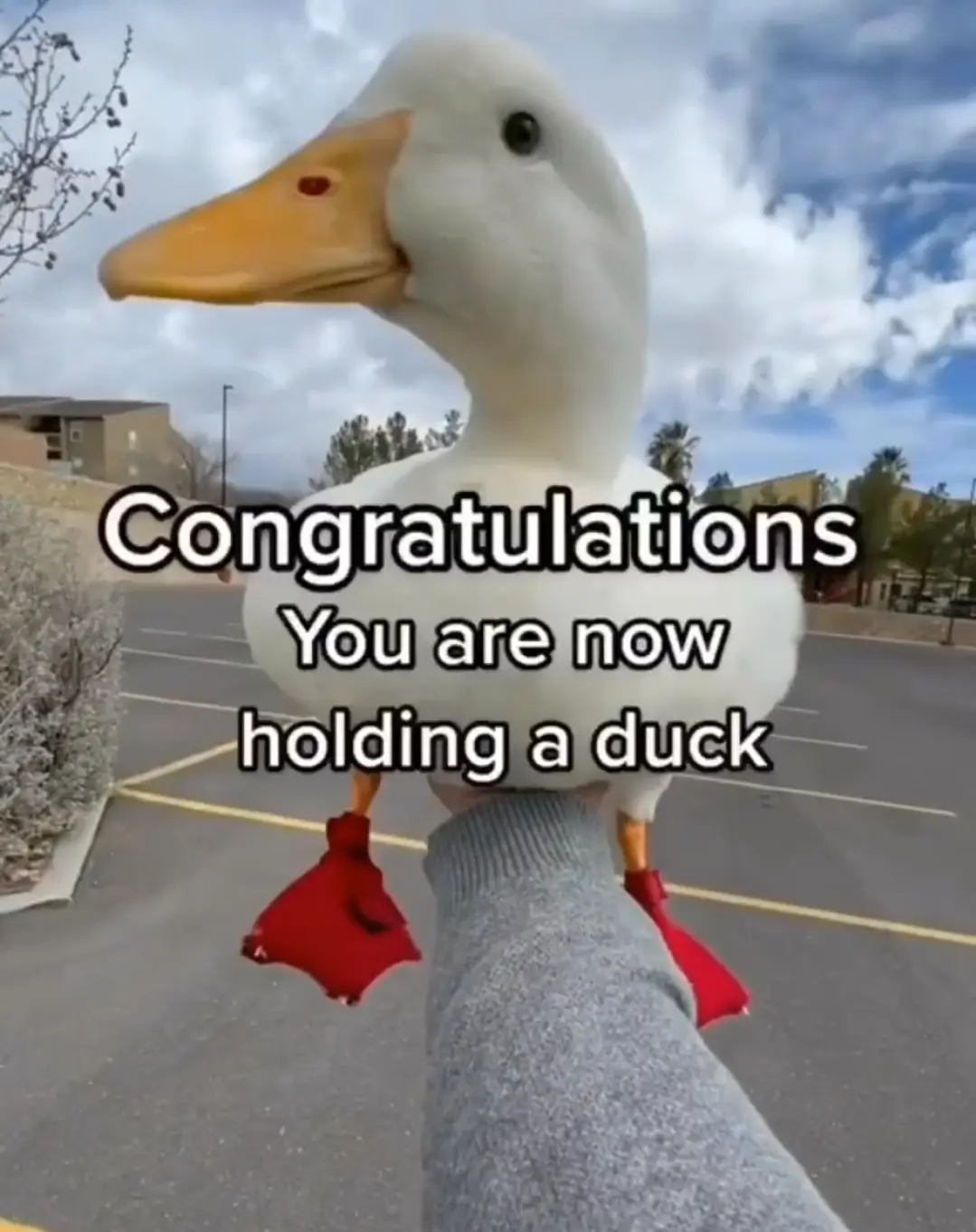 A person's hand in a grey sweater holds a white duck with red webbed feet against a parking lot background. The duck is…