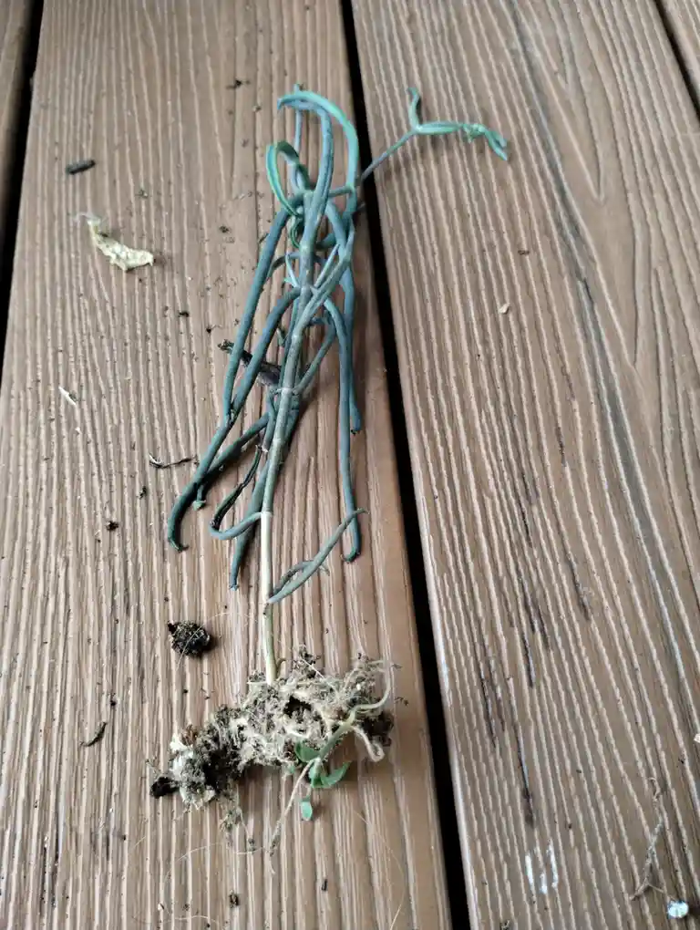 A small, uprooted plant with tangled, thin green stems and visible roots sits on a brown wooden deck. The plant appears…