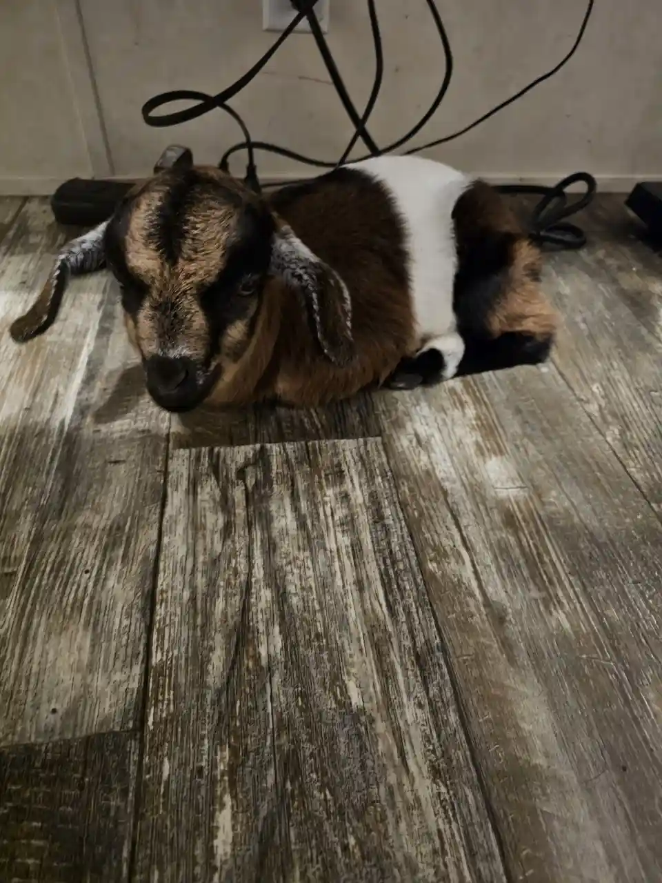 The Majestic Goat: A Symbol of Strength
