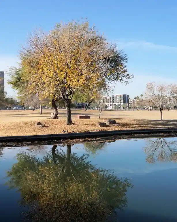 A serene park scene with a large tree displaying autumnal yellow leaves, its reflection mirrored perfectly in a calm pond…