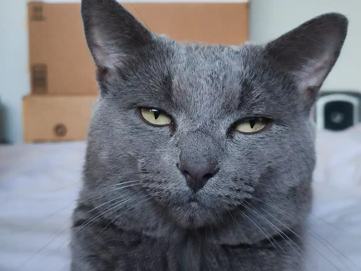 A close-up photo of a gray cat with narrowed, intense yellow eyes staring directly at the camera, conveying a look of…