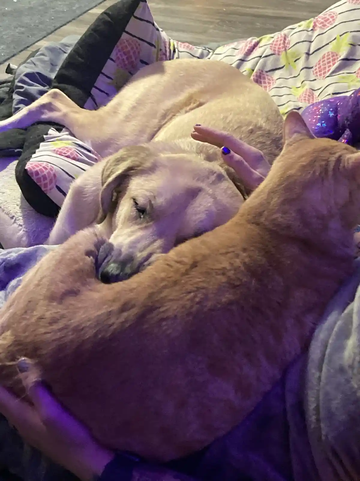 A light-colored dog is sleeping peacefully on a bed with a pineapple-patterned blanket, while a ginger cat curls up around…