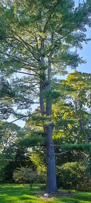 a tall pine tree with a thick trunk and sprawling branches stands in a grassy yard under a clear blue sky, with other trees…