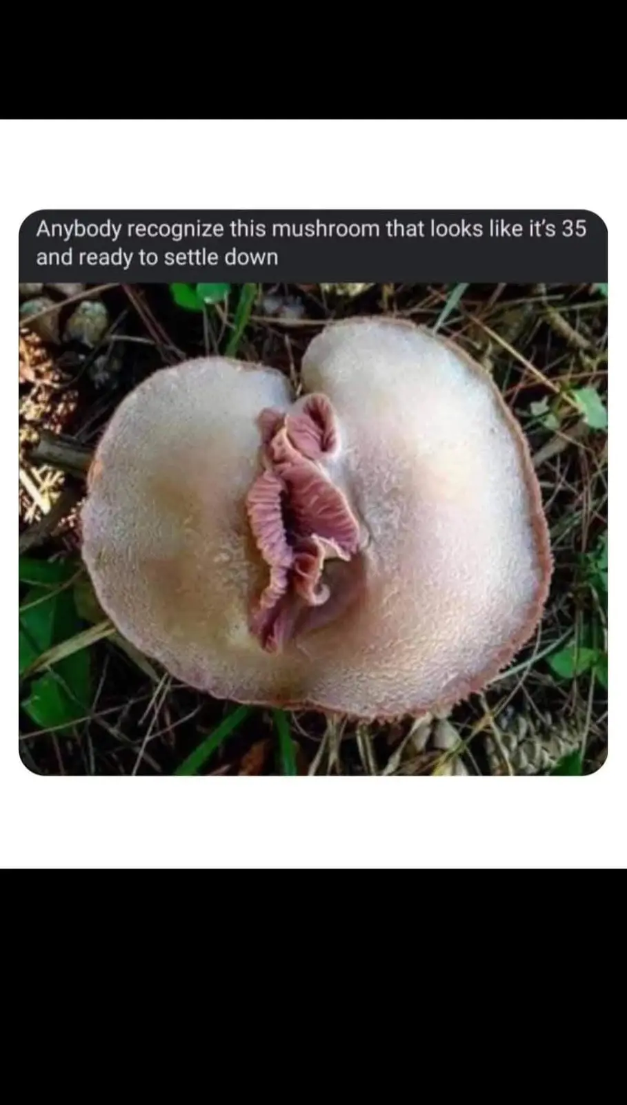 This mushroom needs to chill out!